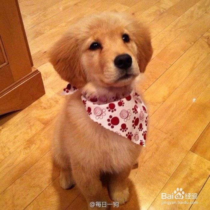 买狗时如何看狗狗是否健康