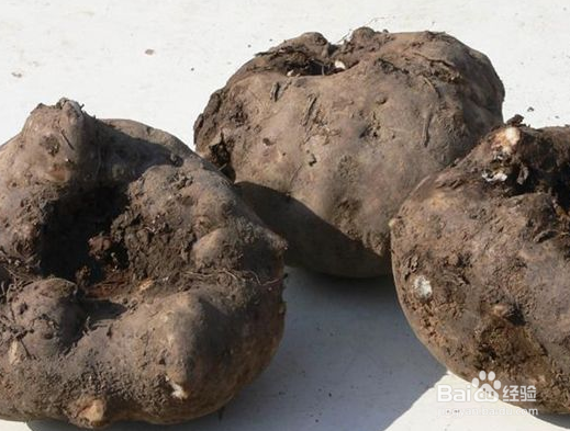 关于魔芋的种植方法