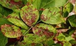 怎样防治月季黑斑病