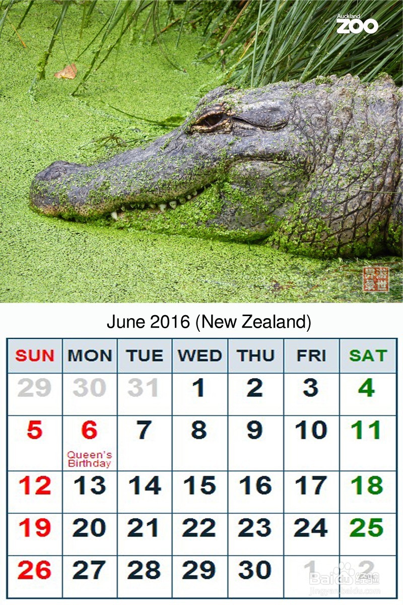 2016年 新西兰动物年历 原创