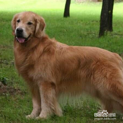 “暖男”金毛犬是怎么养的?