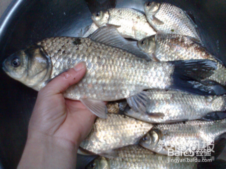 如何在冬季挑选食用鱼?