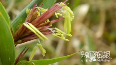 铁树开花难有些花100年开1次才是真绝色