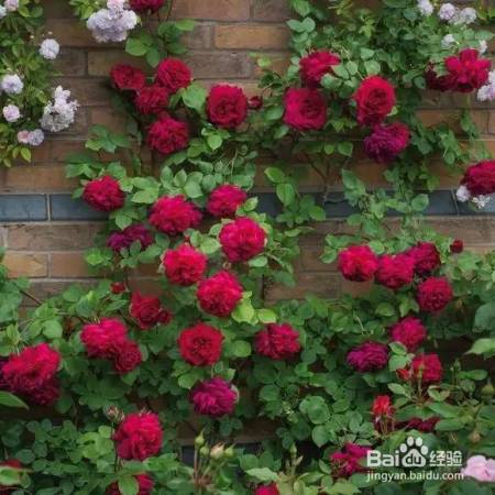 老花农的一颗月季真漂亮，难怪给他多少钱都不换