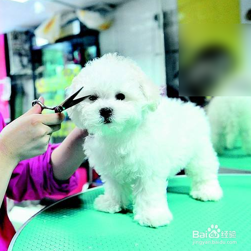 狗狗美容护理有哪些注意事项？