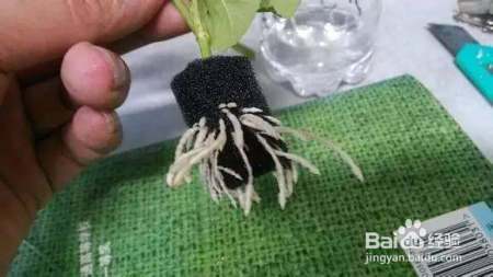 绿萝扦插小妙招:加上这一个步骤,分分钟爆盆,妥妥的!