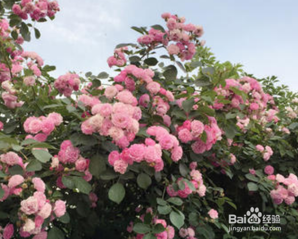 蔷薇怎么养殖？