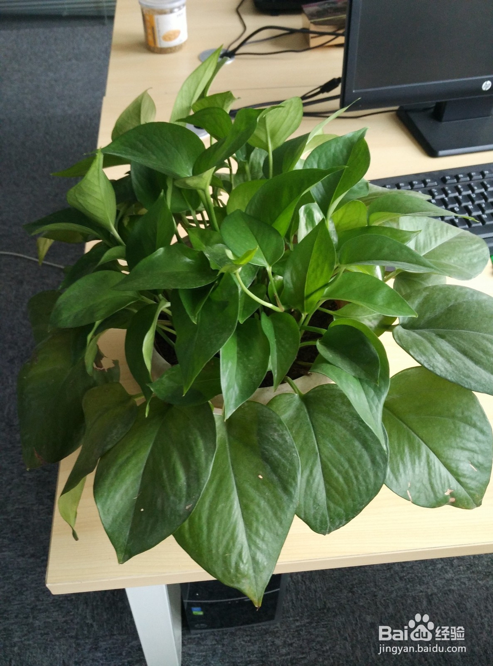 怎么提高办公室绿萝的成活率?