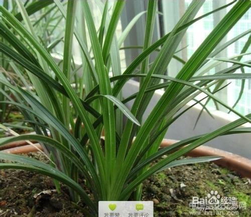 兰花如何养会长得好？