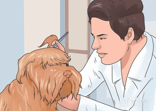 如何缓解狗狗的耳朵瘙痒