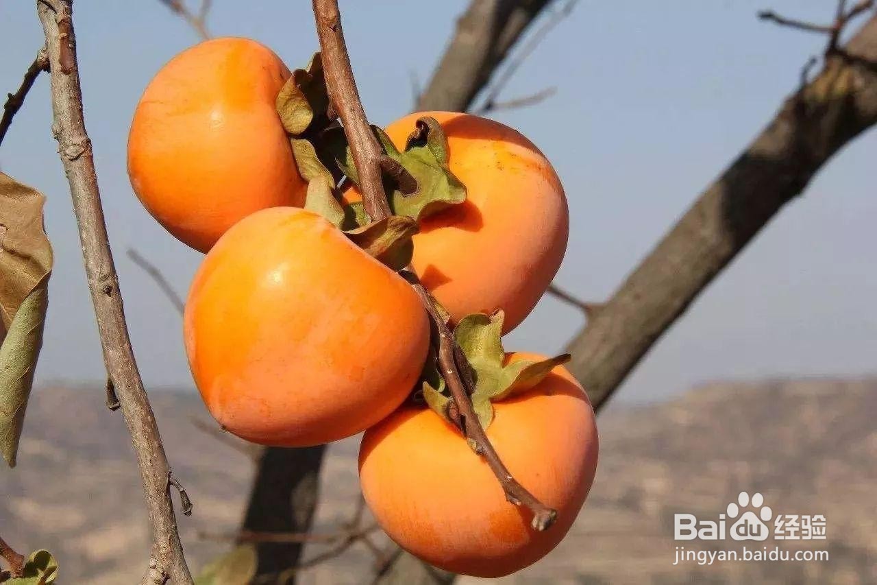 生柿子怎样变成熟柿子