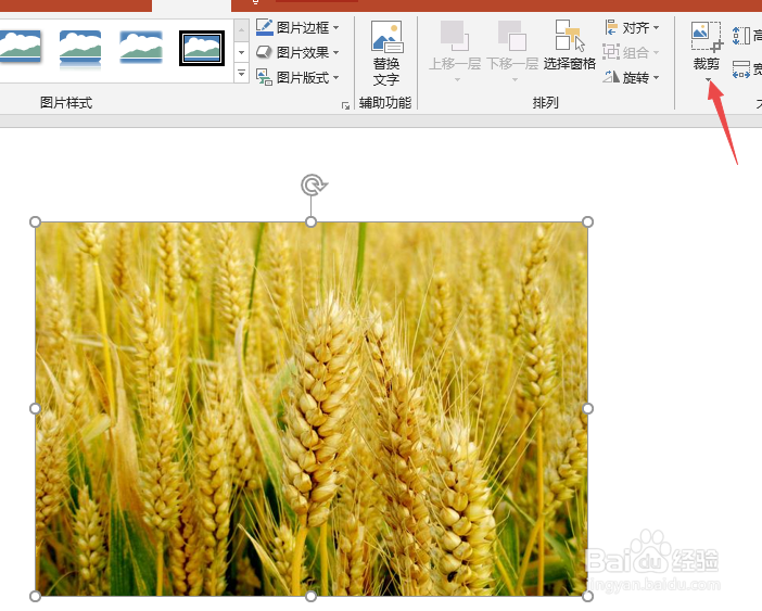 PPT如何将插入的图片裁剪为椭圆形