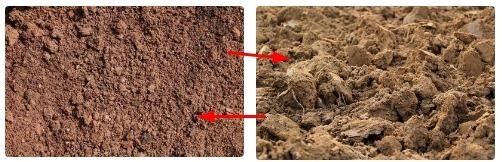 麒麟花的养殖方法和注意事项