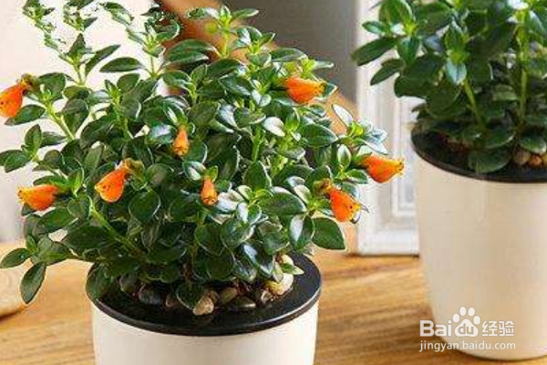 养护金鱼吊兰需要注意些什么