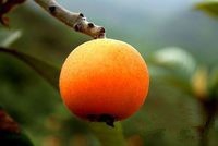 吃枇杷的功效与作用及禁忌