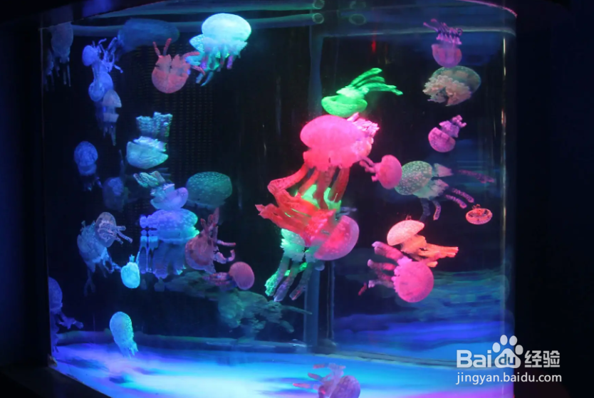 塑料鱼缸模糊了怎么办