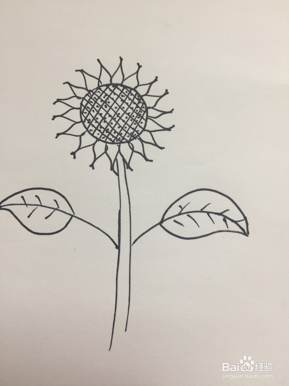 向日葵的简笔画画法