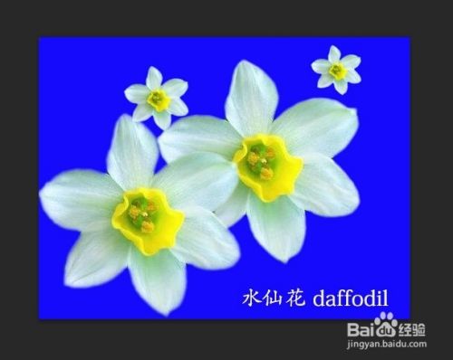 Ps抠图 漂亮的水仙花 Narcissus Daffodil 百度经验