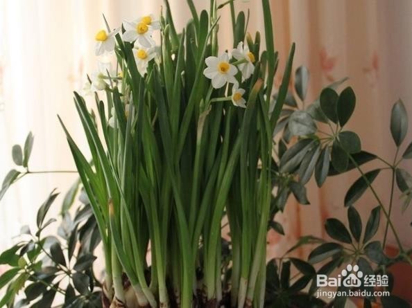 水仙花怎么催花