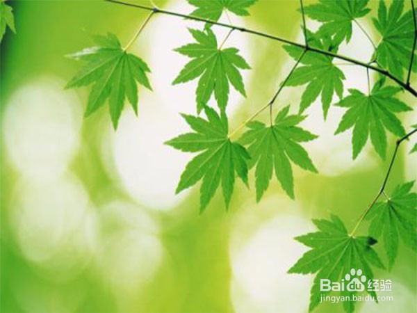 绿色植物如何获取能量