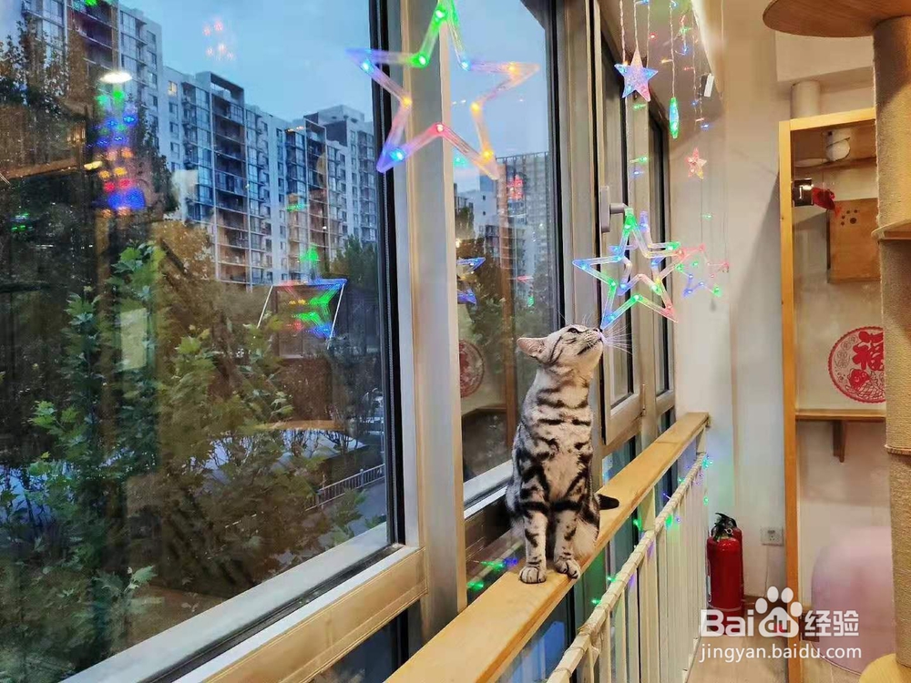 如何正确看待猫猫的应激反应