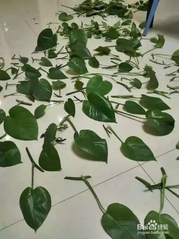 花儿要穷养，丢阳台不管，越少浇水，长得越旺