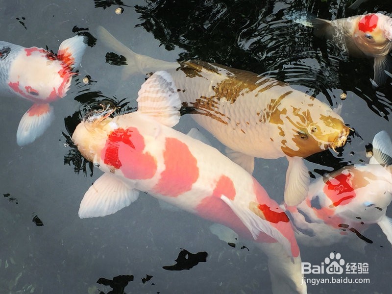 锦鲤一年的养生食谱，喂出锦鲤完美体形！