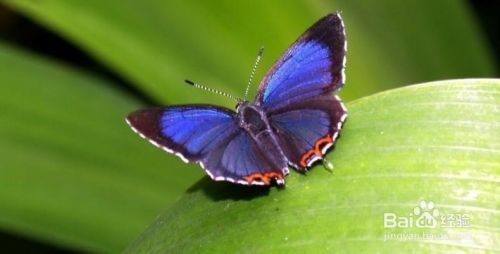 昆明旅游攻略——世界蝴蝶生态园