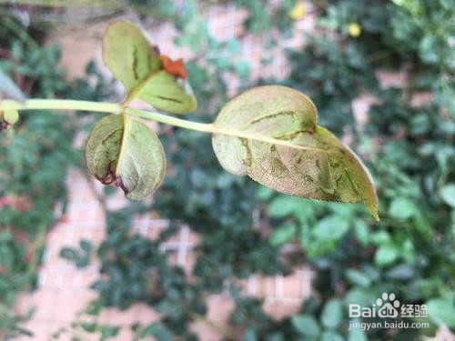 月季花生虫子怎么办?