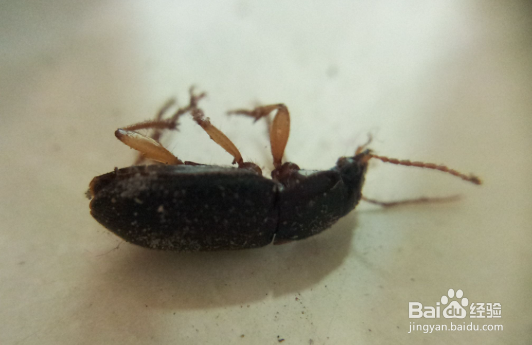 为什么会有蟑螂