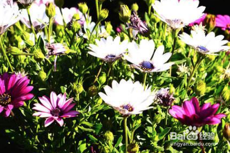 蝴蝶在花朵上怎么写呢补充完整