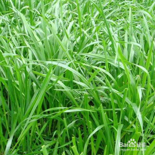 结缕草的养殖方法和注意事项