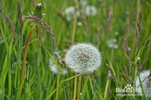 蒲公英最佳的晒干方法