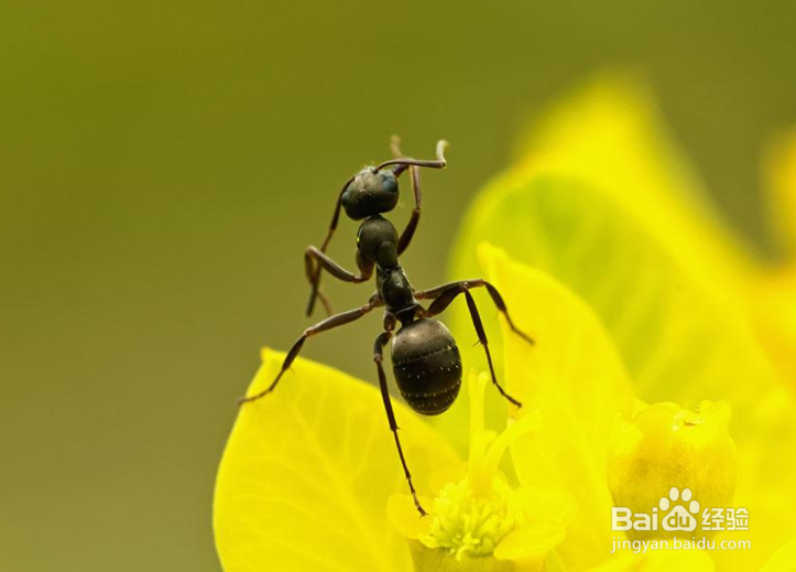 家里有小蚂蚁是什么原因造成的