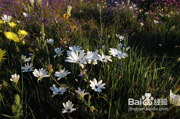 [转载]南非之旅3：纳玛夸兰（Namaqualand）花海