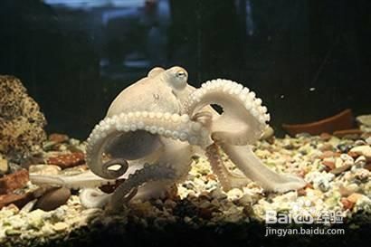 自然界智商最高的10大动物