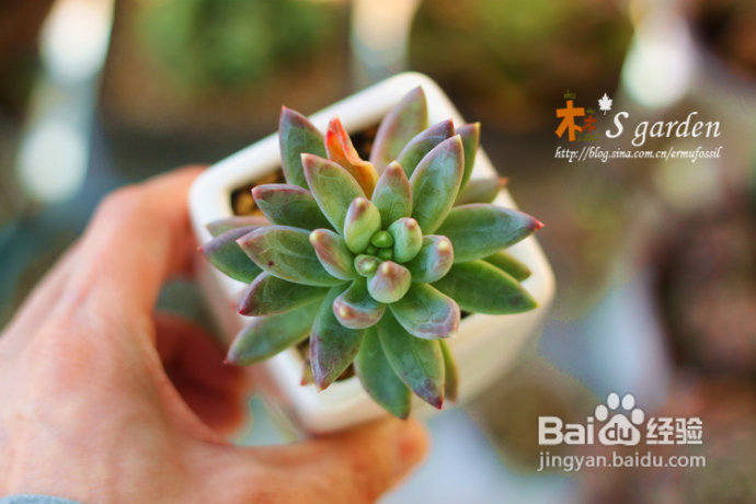 植物摄影小窍门+皮神山大王记