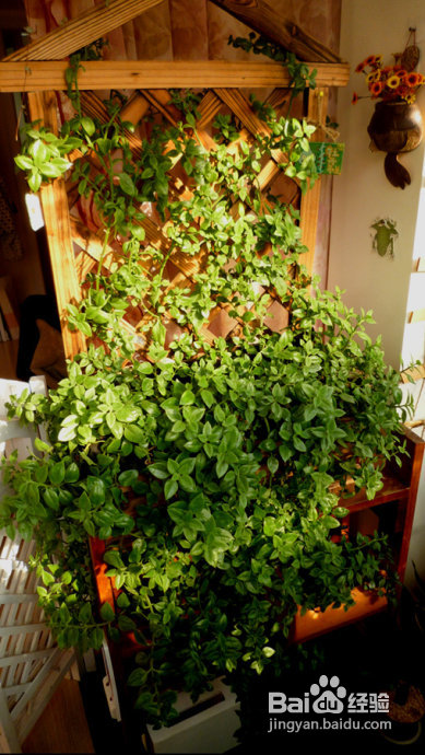 冬天来了，阳台变大棚。