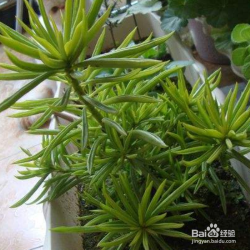刀叶椒草怎么养?