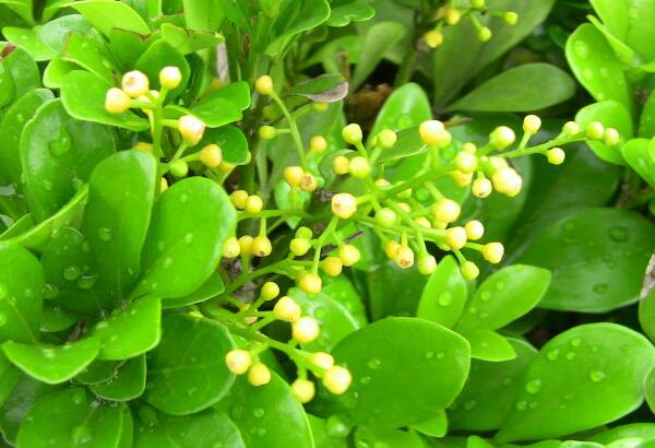 米兰叶子总是干枯怎么办什么原因引起的