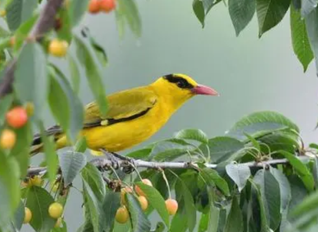 本文以养一树鸟为题有什么作用