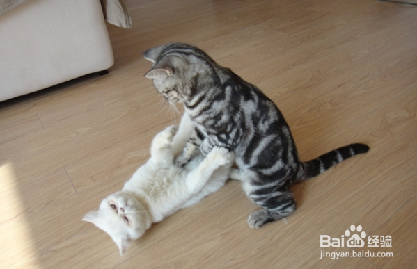 新猫入家门:怎么把它介绍给其他猫?