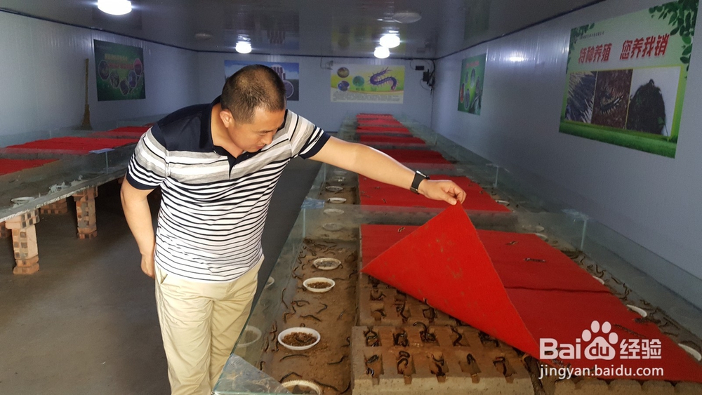 蝎子养殖 蝎子的价值和用处