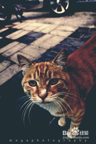 训练猫猫爱上你怀抱的方法