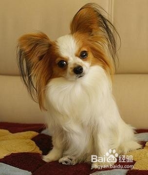 狗狗,我的世界不能没有你