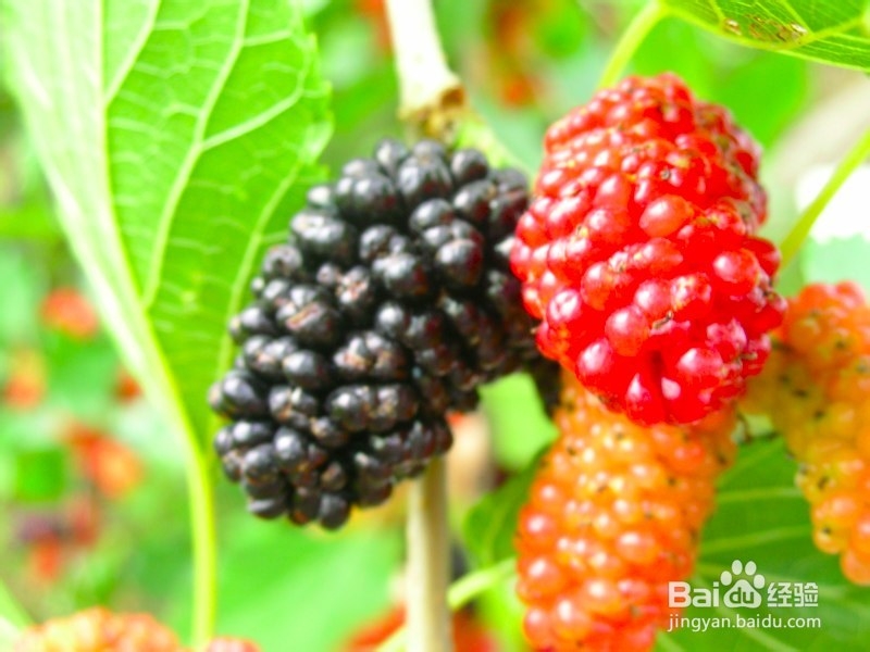 中老年人失眠吃什么东西好