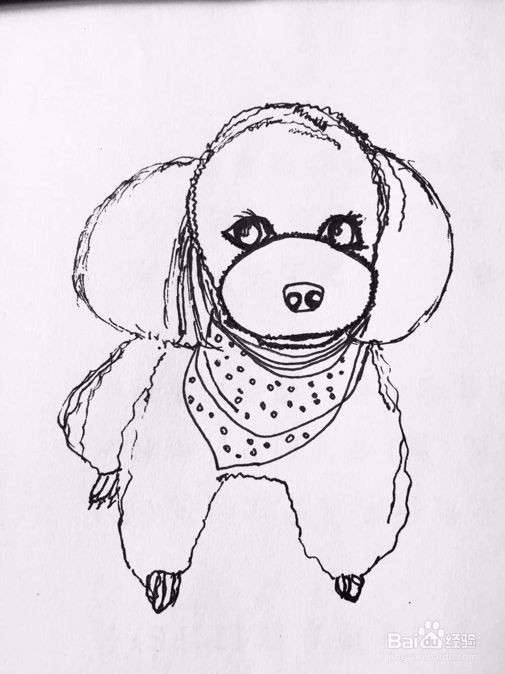 茉莉手绘之萌宠泰迪