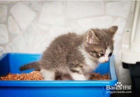 2个月猫怎么养