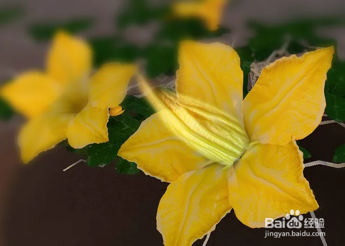 如何种植巨型南瓜