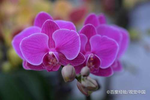 胡蝶兰开花期间怎么浇水 百度经验